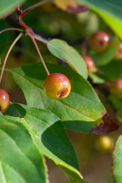 呐喊声此起 呐喊声此起